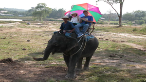 供觀光客騎乘的泰國大象縮圖