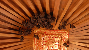 印尼峇里島手工藝中心聚集的蝙蝠縮圖