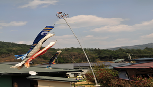 日本鄉下飄揚的鯉魚旗縮圖