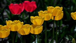 日本盛開的鬱金香之一縮圖