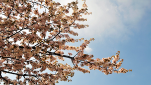 日本松本市區內的櫻花縮圖