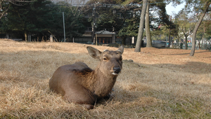日本奈良公園內的鹿縮圖