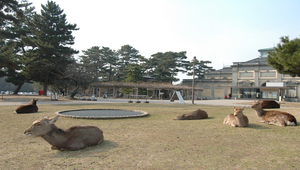 日本奈良公園縮圖