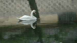 日本四大國寶城之一彥根城外護城河裡的天鵝縮圖