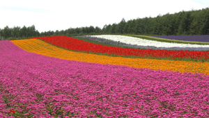 日本北海道富良野花田縮圖