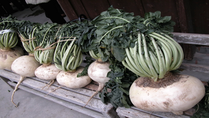 日本九州指宿生產的大蘿蔔縮圖