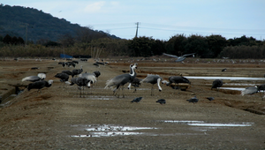 日本九州出水市的候鳥縮圖
