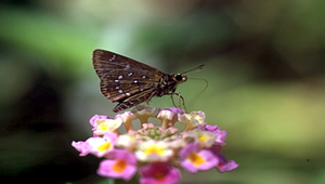 084685_513_20081213184621縮圖