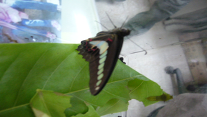 084727_1907_20091130174921縮圖