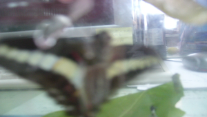 084727_1907_20091130174908縮圖