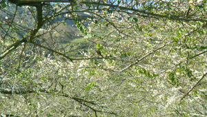 084727_1894_20091130172951縮圖