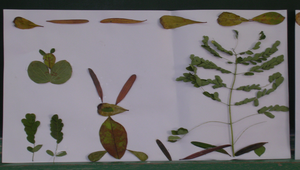 084727_1653_20091127132746縮圖