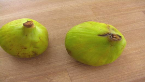 20080311172107_file3縮圖