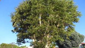 20080311171751_file3縮圖