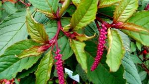 20080311135612_file3縮圖