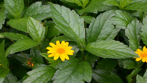 20060724112547_file3縮圖