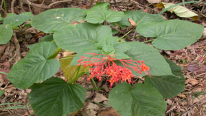 20060724111952_file3縮圖