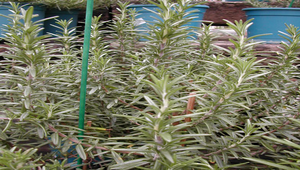 20060724031309_file3縮圖