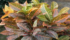 20050705060137_file2縮圖