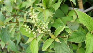 20050703022033_file2縮圖