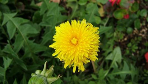 20050703021510_file2縮圖