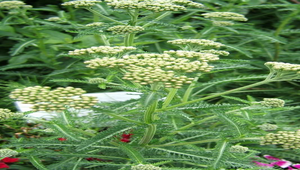 20050703004231_file2縮圖