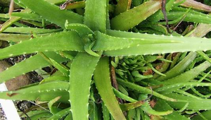 20050703003349_file2縮圖