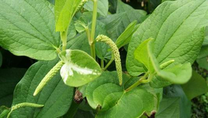 20050702060445_file2縮圖