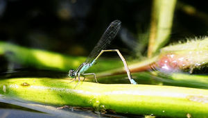 20090525-062812f1-46縮圖