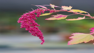 20090518-102649f3-639縮圖