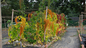 20090518-102515f2-639縮圖