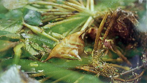 20090512-110802f2-46縮圖