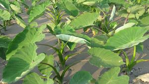 20090510-034802f1-46縮圖