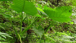 20090510-033619f1-46縮圖