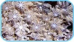 taoyuan_1717_羽珊瑚（羽狀觸手縮圖