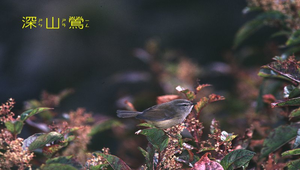 深山鶯1縮圖