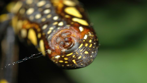 人面蜘蛛的屁股縮圖