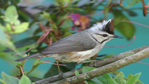 冠羽畫眉-資源代表圖