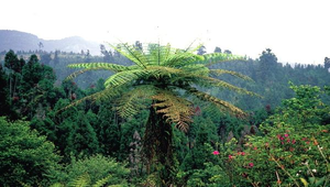 O-039-臺灣桫欏縮圖