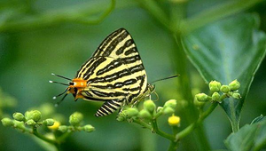 D-169-台灣雙尾燕蝶縮圖