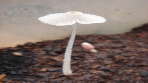 菌類縮圖