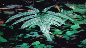 O-085-細葉複葉耳蕨縮圖