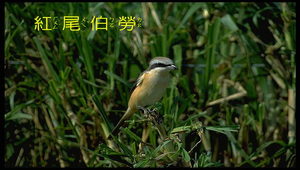 紅尾伯勞縮圖