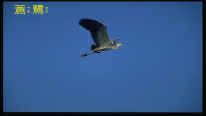 蒼鷺飛行縮圖