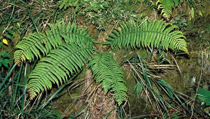 O-089-瓦氏麟毛蕨縮圖