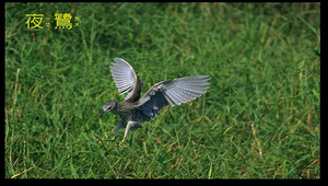 夜鷺飛行縮圖