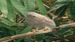 灰面鵟鷹成鳥-1縮圖