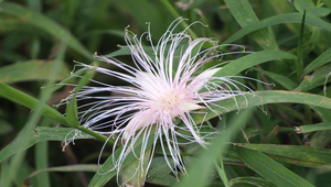 棋盤腳PA318317縮圖