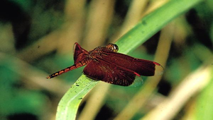 D-064-善變蜻蜓(雄)縮圖