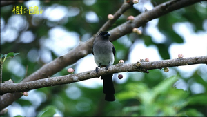 樹鵲1縮圖